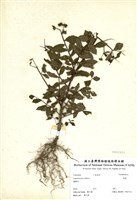 藏品(紫薇)的圖片